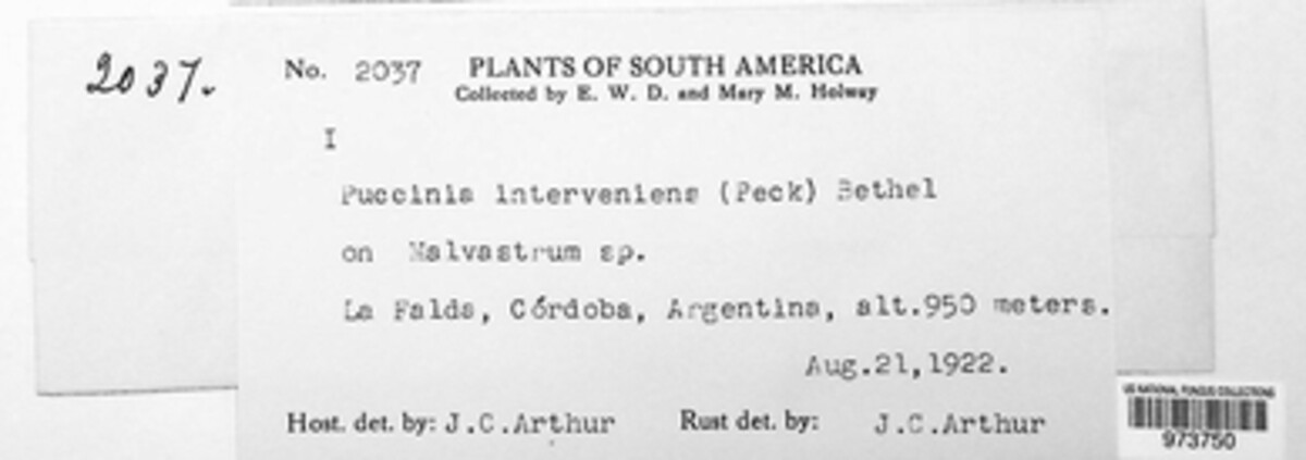 Puccinia interveniens image